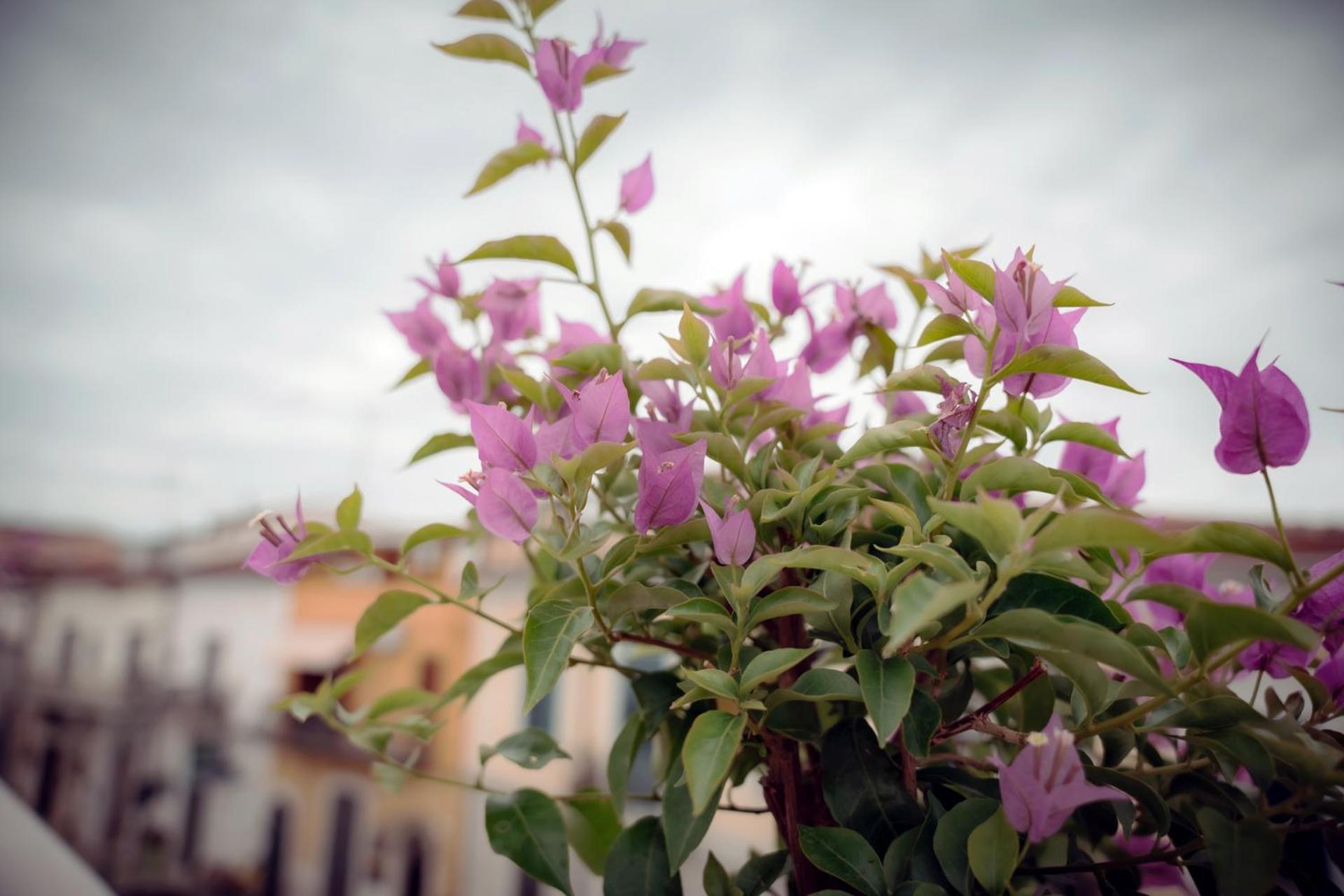 La Terrazza Dei Gemelli - Casa Vacanze Venosa Eksteriør billede